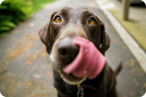 5 Ways to Help Your Constipated Dog