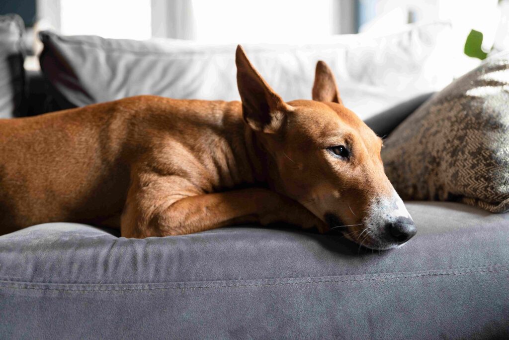 Understanding Separation Anxiety in Dogs